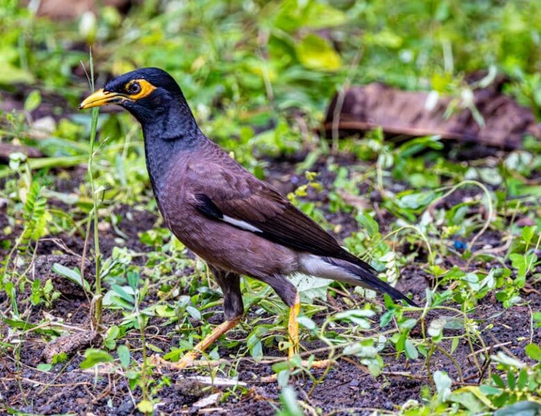 Astuces Écologiques pour un Habitat Sain