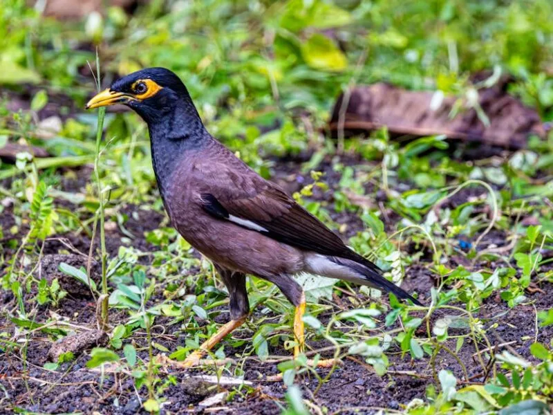 Astuces Écologiques pour un Habitat Sain