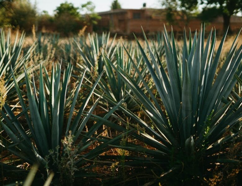 10 Astuces pour un Jardin Écologique