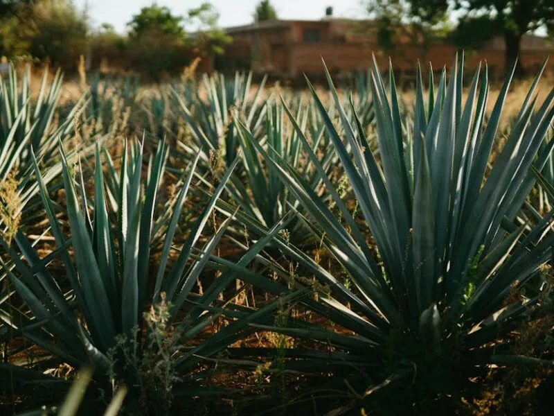 10 Astuces pour un Jardin Écologique