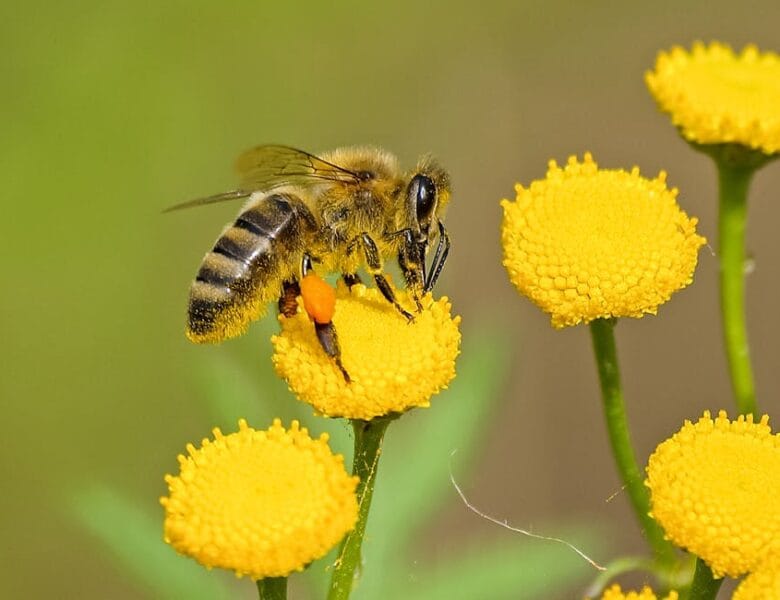 Les clés pour un jardin durable et productif