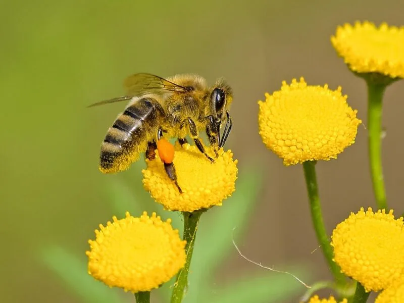 Astuces pour un jardin durable et éco-responsable