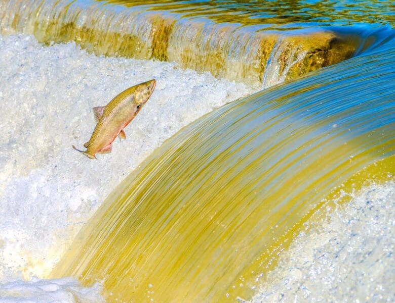 Tout savoir sur Vomzor : Changement et légalité