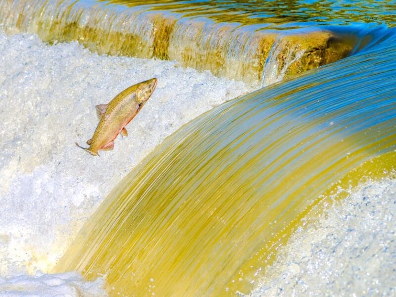 Tout savoir sur Vomzor : Changement et légalité