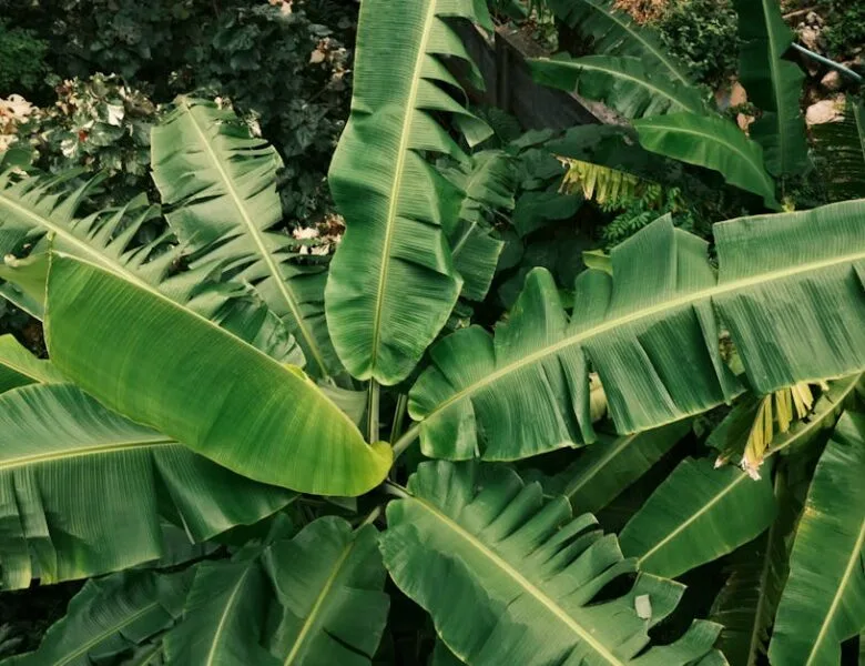 Jardinage facile : cultivez sans tracas