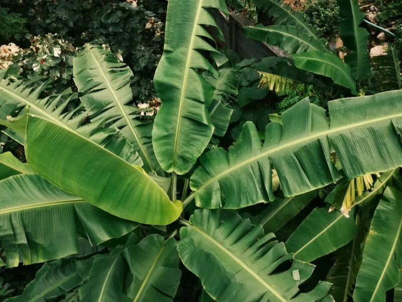 Jardinage facile : cultivez sans tracas