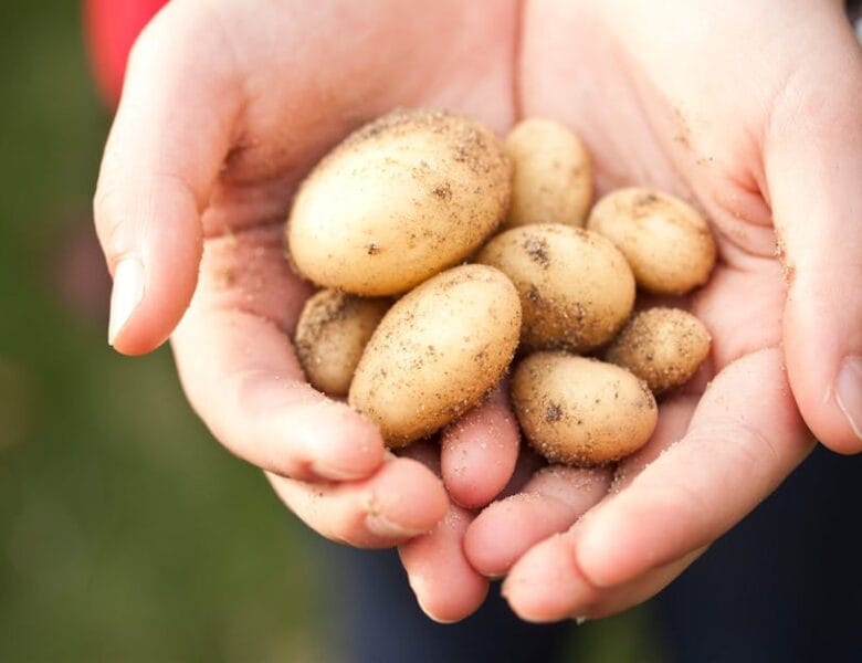 Nouvelles pratiques de jardinage à découvrir