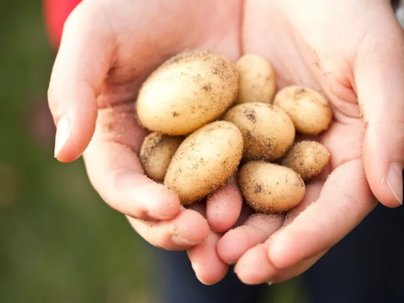 Nouvelles pratiques de jardinage à découvrir