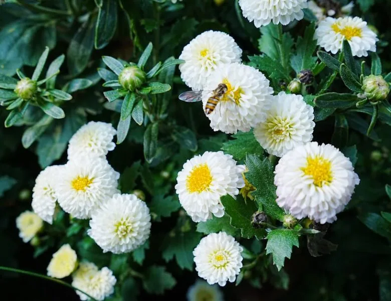 Astuces de jardinage pour tous les niveaux