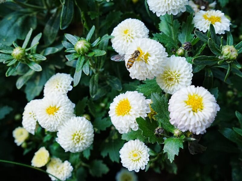 Astuces de jardinage pour tous les niveaux