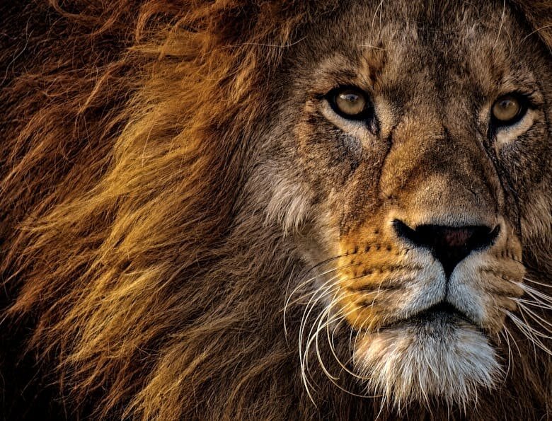 Regarder Mufasa : Le Roi Lion en Streaming Facilement