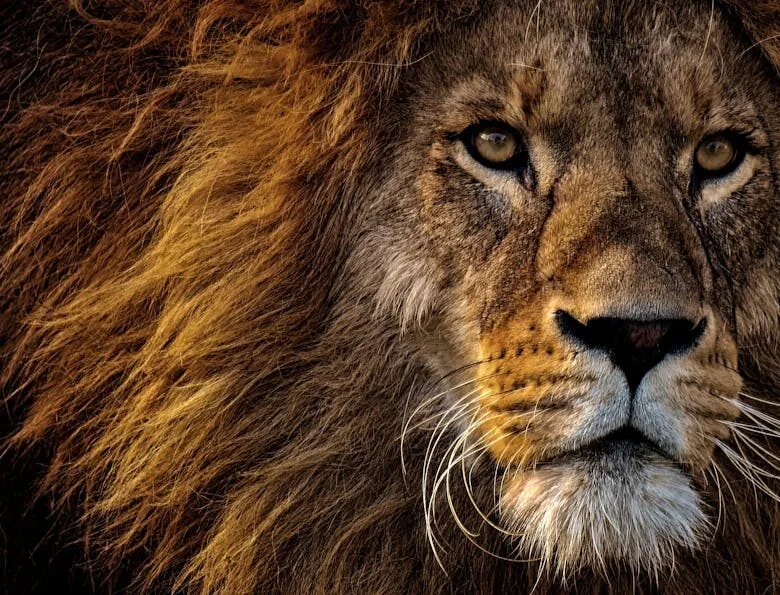 Regarder Mufasa : Le Roi Lion en Streaming Facilement
