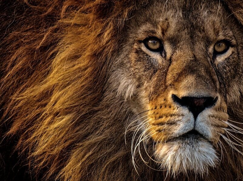 Regarder Mufasa : Le Roi Lion en Streaming Facilement