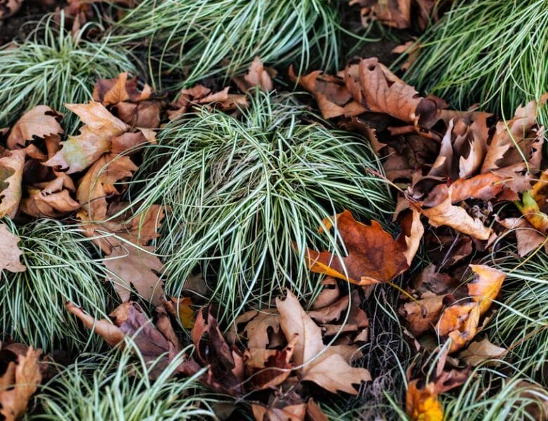 Jardinage DIY : conseils pour débutants inspirés