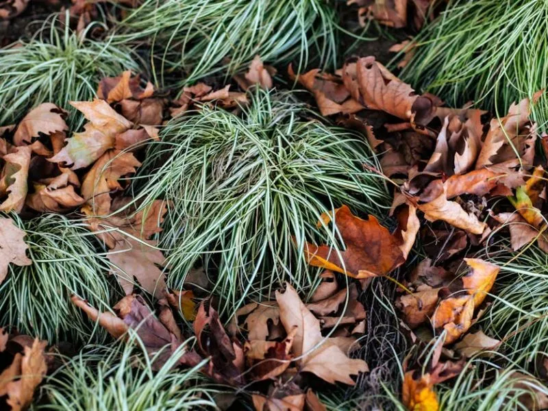 Jardinage DIY : conseils pour débutants inspirés