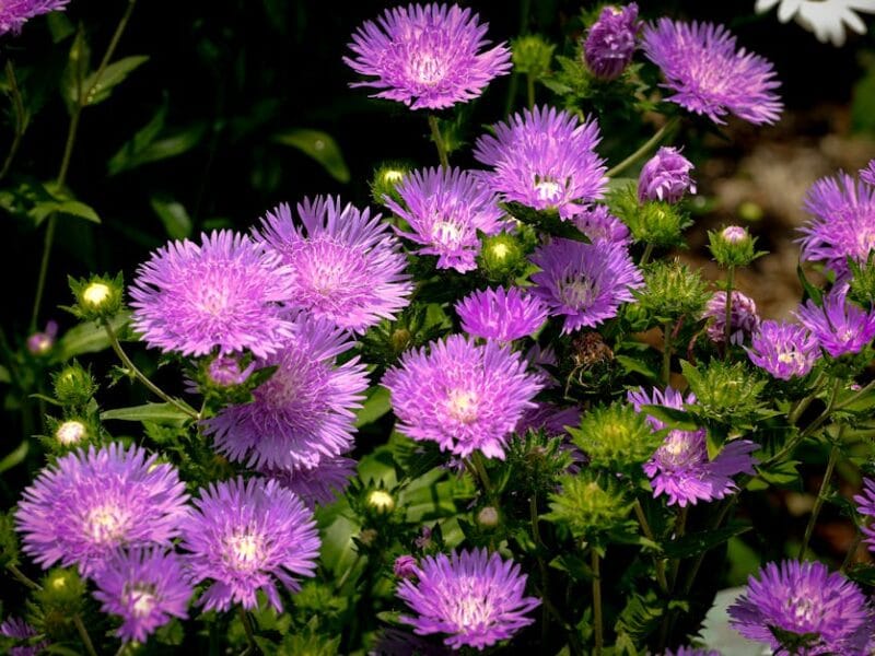 Aménagement du jardin : idées inspirantes