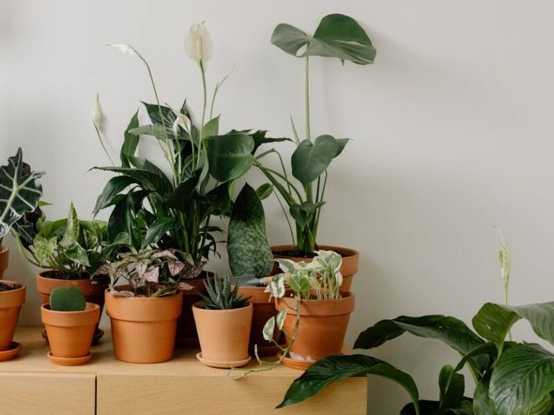 Décoration Durable : Éveillez Votre Créativité
