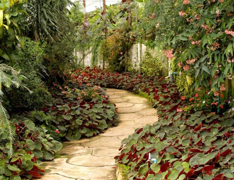 Améliorez votre jardin avec des conseils faciles