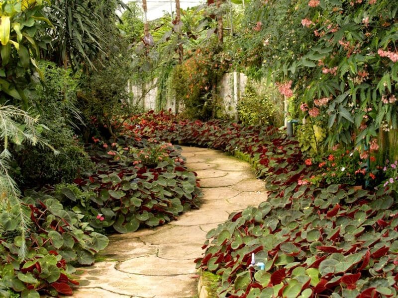 Améliorez votre jardin avec des conseils faciles