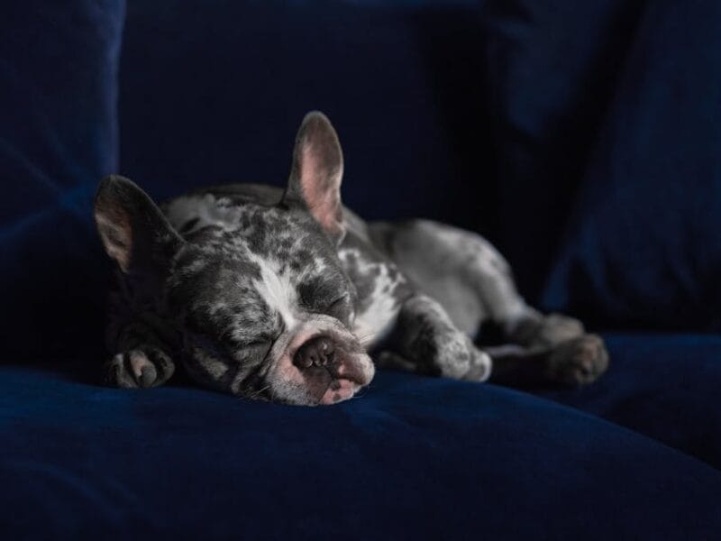 French Stream : Accès facilité et contenu français