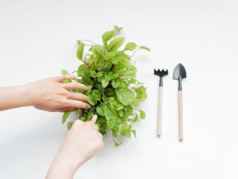 Jardinage facile : Cultivez sans efforts