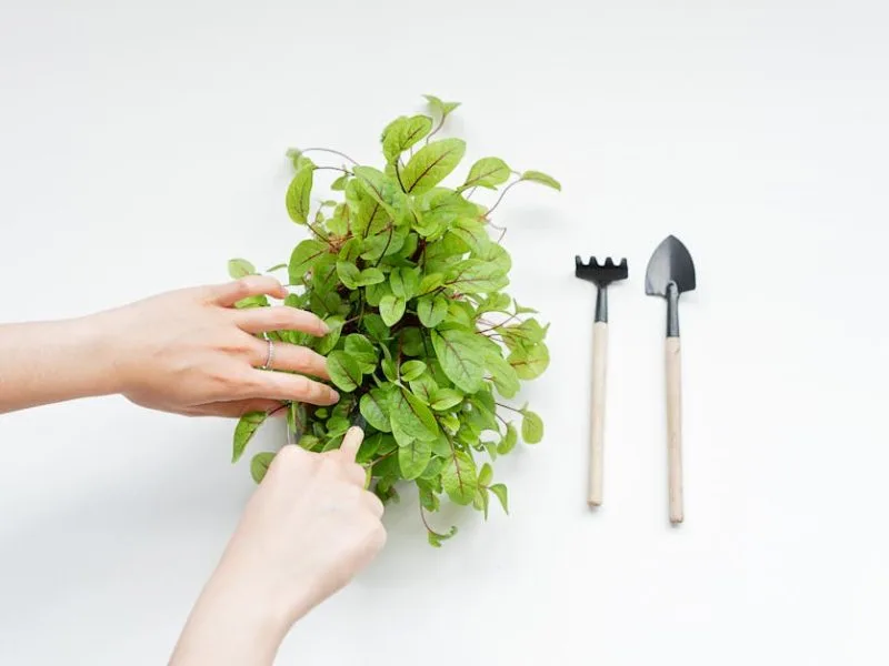 Jardinage facile : Cultivez sans efforts