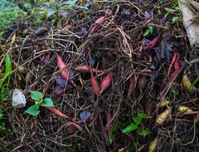 Les nouvelles pratiques de jardinage à adopter