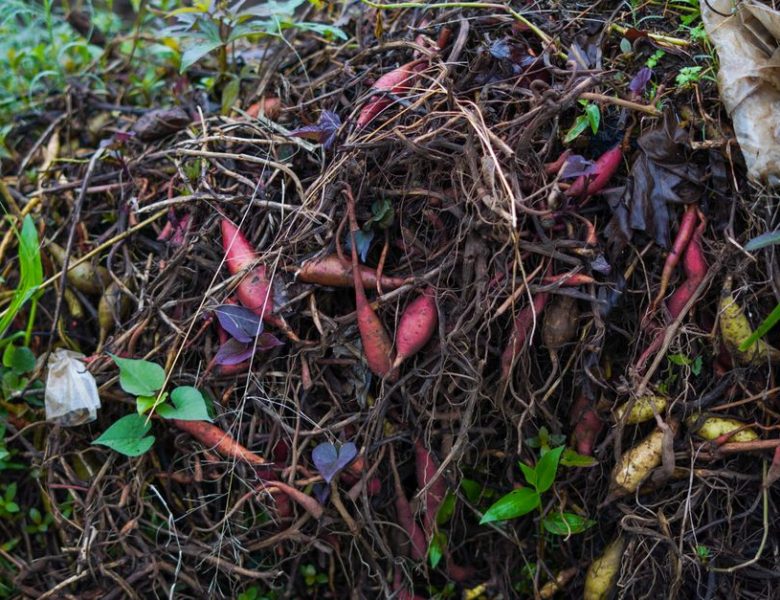 Les nouvelles pratiques de jardinage à adopter