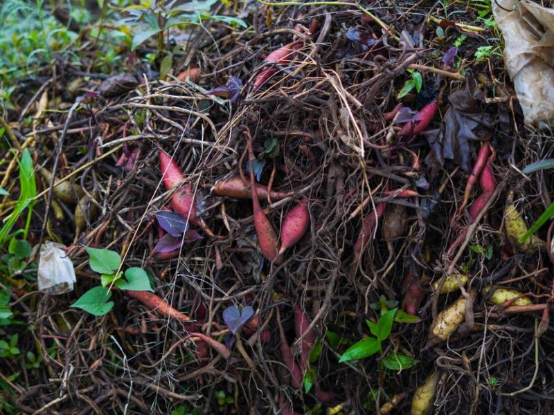 Les nouvelles pratiques de jardinage à adopter