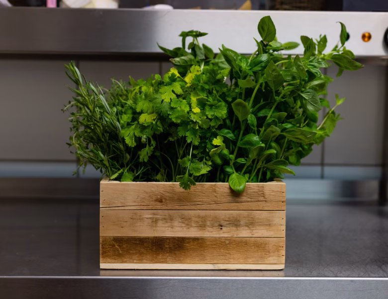 Jardin d’herbes aromatiques