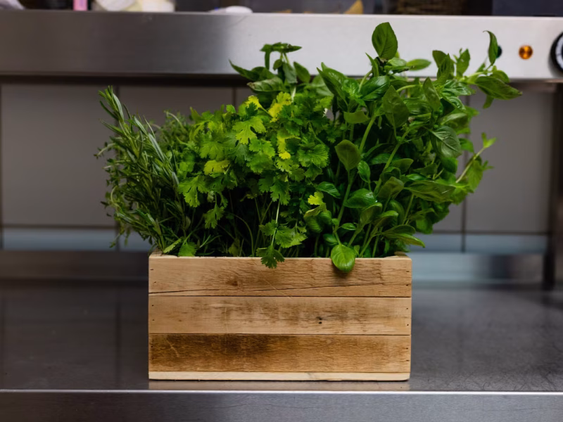 Jardin d’herbes aromatiques