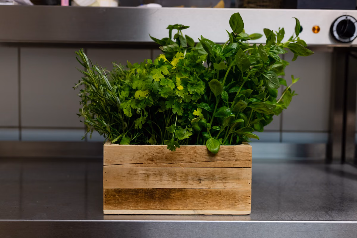 Jardin d'herbes aromatiques