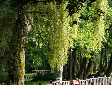La nature guérit : comment les espaces verts transforment votre bien-être