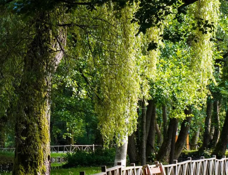 La nature guérit : comment les espaces verts transforment votre bien-être