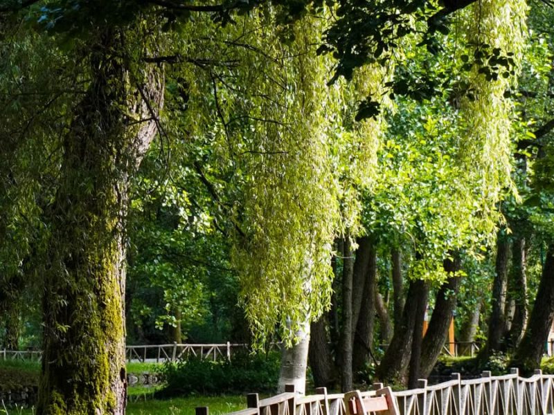 La nature guérit : comment les espaces verts transforment votre bien-être